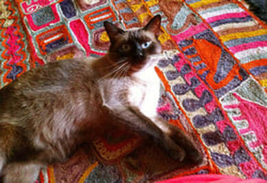 cat laying on rug